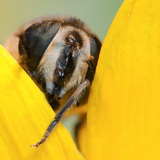 Insects